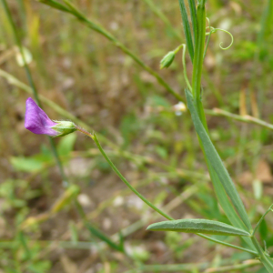 Photographie n°2428444 du taxon Lathyrus hirsutus L.