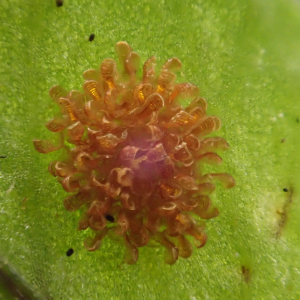 Photographie n°2428519 du taxon Polypodium cambricum L.