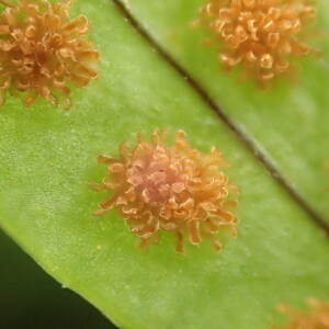 Photographie n°2428522 du taxon Polypodium cambricum L.