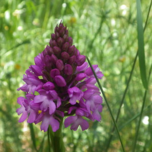 Photographie n°2428549 du taxon Anacamptis pyramidalis var. pyramidalis 