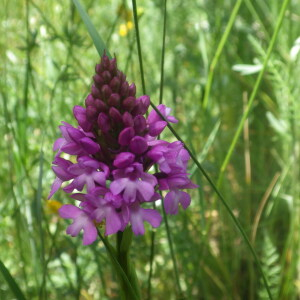 Photographie n°2428550 du taxon Anacamptis pyramidalis var. pyramidalis 