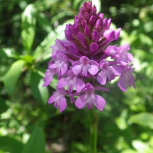 Photographie n°2428551 du taxon Anacamptis pyramidalis var. pyramidalis 