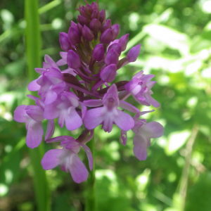 Photographie n°2428553 du taxon Anacamptis pyramidalis var. pyramidalis 