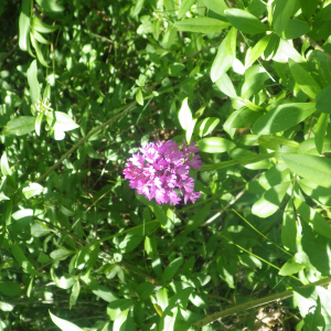 Photographie n°2428554 du taxon Anacamptis pyramidalis var. pyramidalis 