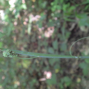 Photographie n°2428577 du taxon Carex flacca Schreb. [1771]