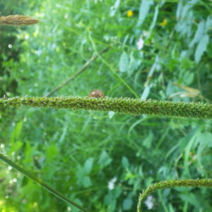 Photographie n°2428584 du taxon Carex pendula Huds. [1762]