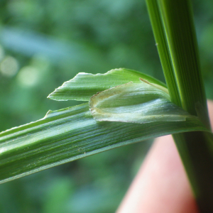 Photographie n°2428586 du taxon Carex pendula Huds. [1762]