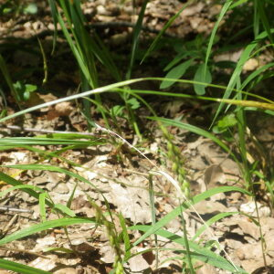 Photographie n°2428589 du taxon Carex sylvatica Huds. [1762]