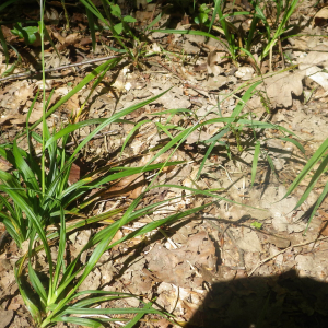 Photographie n°2428591 du taxon Carex sylvatica Huds. [1762]