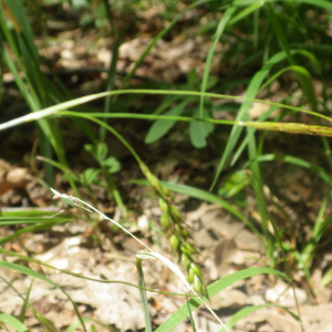 Photographie n°2428593 du taxon Carex sylvatica Huds. [1762]