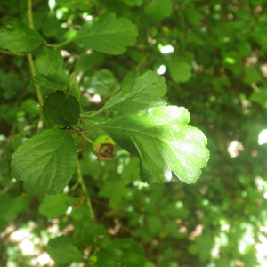 Photographie n°2428602 du taxon Crataegus laevigata (Poir.) DC. [1825]