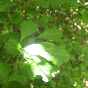 Photographie n°2428605 du taxon Crataegus laevigata (Poir.) DC. [1825]