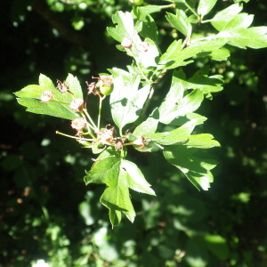 Photographie n°2428607 du taxon Crataegus monogyna var. monogyna