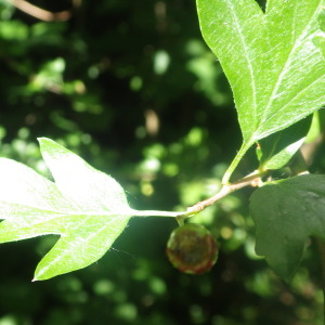  - Crataegus monogyna var. monogyna