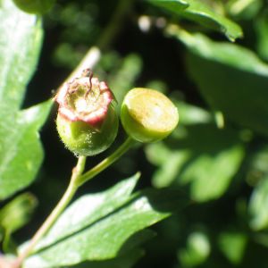 Photographie n°2428611 du taxon Crataegus monogyna var. monogyna