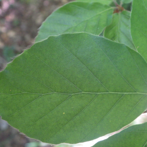  - Fagus sylvatica var. sylvatica