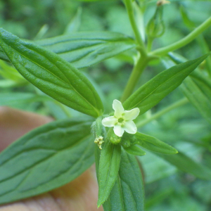 Photographie n°2428622 du taxon Lithospermum officinale L. [1753]