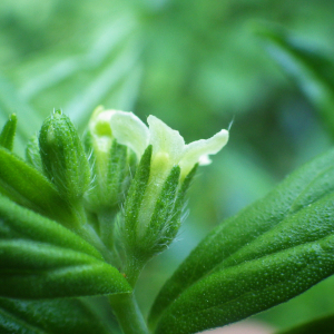 Photographie n°2428623 du taxon Lithospermum officinale L. [1753]