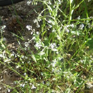 Photographie n°2428632 du taxon Myosotis arvensis (L.) Hill [1764]