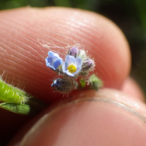 Photographie n°2428633 du taxon Myosotis arvensis (L.) Hill [1764]
