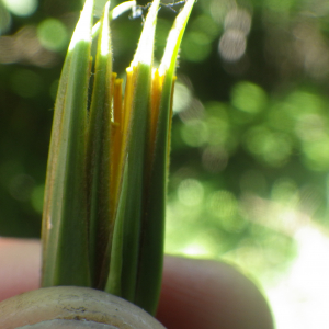 Photographie n°2428653 du taxon Tragopogon pratensis L. [1753]