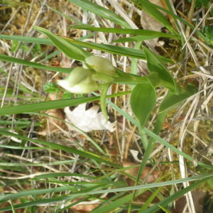 Photographie n°2428671 du taxon Cephalanthera damasonium (Mill.) Druce [1906]