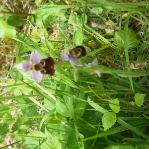 Photographie n°2428688 du taxon Ophrys fuciflora subsp. fuciflora