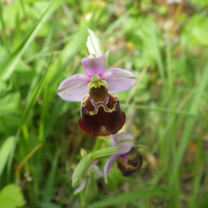 Photographie n°2428689 du taxon Ophrys fuciflora subsp. fuciflora