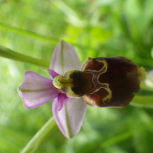 Orchis holosericea Burm.f. (Ophrys bourdon)