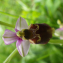  Aurélien Bour - Ophrys fuciflora subsp. fuciflora