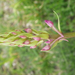 Photographie n°2428692 du taxon Gymnadenia conopsea (L.) R.Br. [1813]