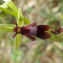  Aurélien Bour - Ophrys insectifera L. [1753]