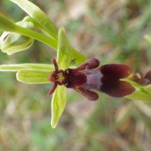 Malaxis myodes Bernh. (Ophrys mouche)