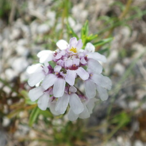 Photographie n°2428706 du taxon Iberis intermedia subsp. violletii (Soy.-Will. ex Godr.) Rouy & Foucaud [1895]