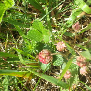 Photographie n°2428760 du taxon Fragaria viridis subsp. viridis