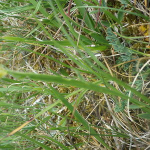Photographie n°2428763 du taxon Genista sagittalis L. [1753]