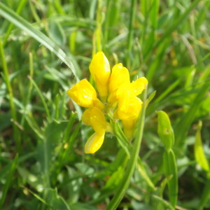 Photographie n°2428764 du taxon Genista sagittalis L. [1753]
