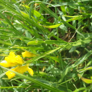 Photographie n°2428765 du taxon Genista sagittalis L. [1753]