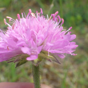 Photographie n°2428770 du taxon Knautia arvensis subsp. arvensis