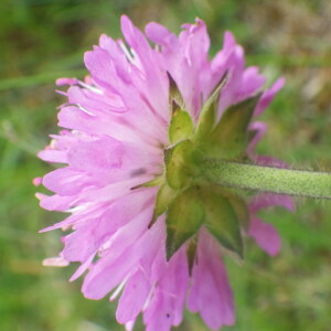 Photographie n°2428772 du taxon Knautia arvensis subsp. arvensis