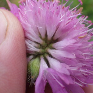 Photographie n°2428773 du taxon Knautia arvensis subsp. arvensis