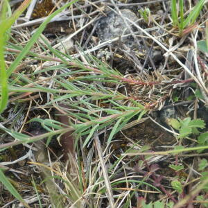 Photographie n°2428778 du taxon Linum tenuifolium L. [1753]