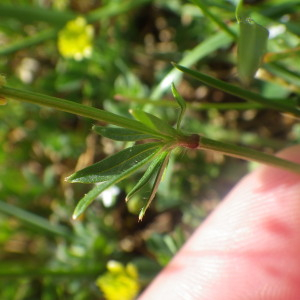 Photographie n°2428786 du taxon Ranunculus bulbosus L. [1753]