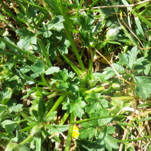 Photographie n°2428787 du taxon Ranunculus bulbosus L. [1753]