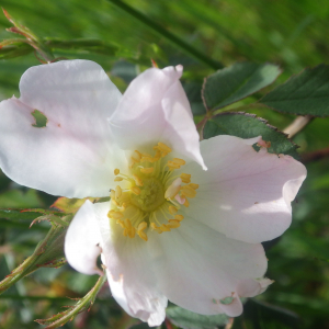 Photographie n°2428795 du taxon Rosa elliptica Tausch [1819]