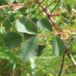 Photographie n°2428796 du taxon Rosa elliptica Tausch [1819]