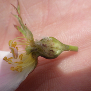 Photographie n°2428798 du taxon Rosa elliptica Tausch [1819]