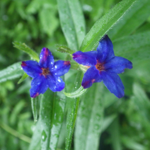 Photographie n°2428810 du taxon Lithospermum purpurocaeruleum L. [1753]