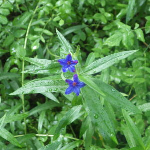 Photographie n°2428811 du taxon Lithospermum purpurocaeruleum L. [1753]