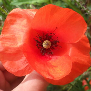 Photographie n°2428830 du taxon Papaver rhoeas L.